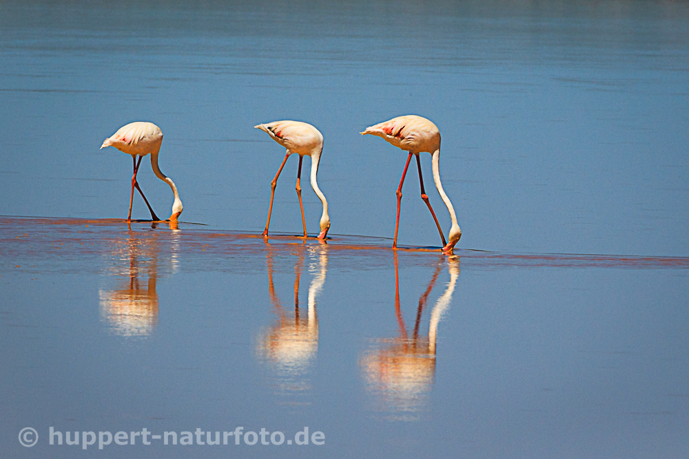 Ausstellung Flamingos geringe Auflösung für HP FB u.a