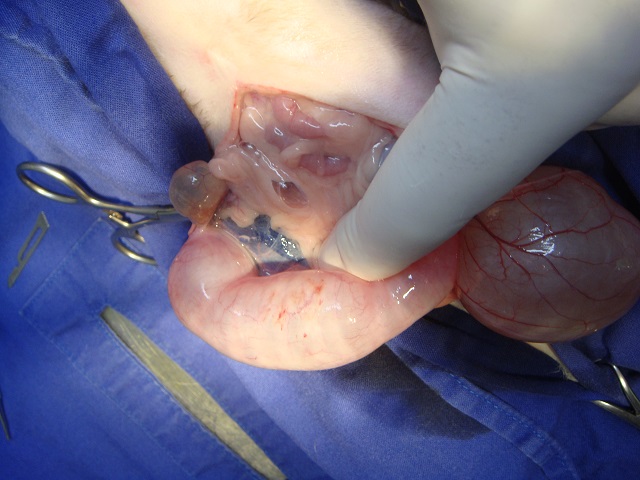 Ovarialcyste Katze