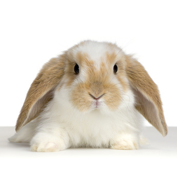 Geschlechtsbestimmung Beim Kaninchen Tierarztpraxis Huppert Krefeld