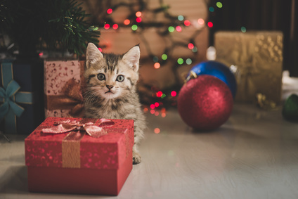 Katze Weihnachten